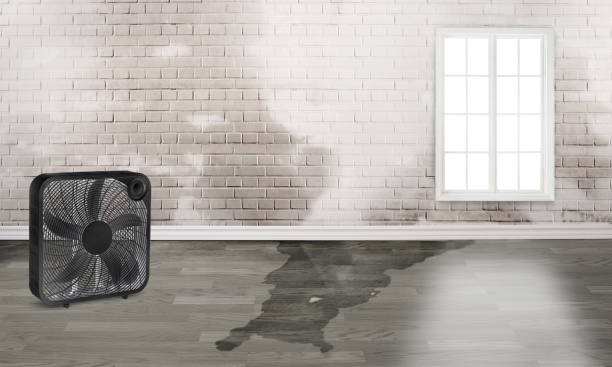 Best Water damage contractors near me  in County Center, VA
